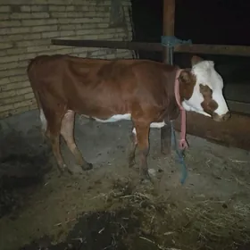 СИМЕНТАЛ УНАЖЫН