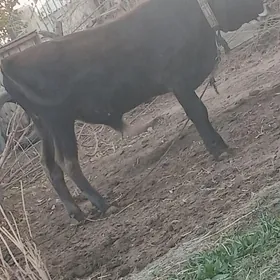 Okuz/Göle/Mal/Öküzce.