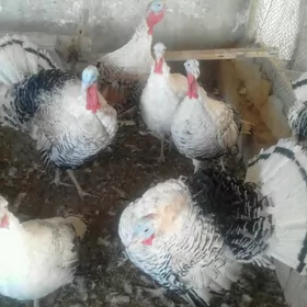 BAKYLAN INDUK ERKEK MÄKI