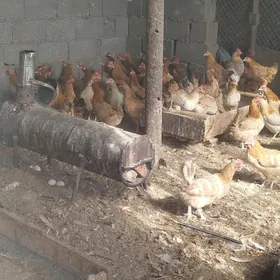 Yumutgalayan towuklar