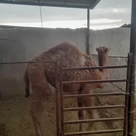 Torumly düýe arwana