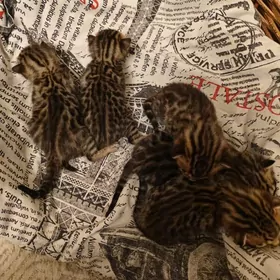 бенгальские котята