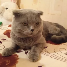 КОТ ДЛЯ ВЯЗКИ