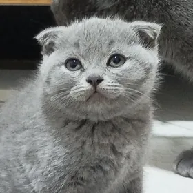 шотландский вислоухие pişijek