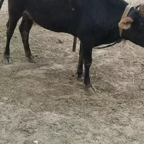 TUVE 6 AY BOGOZ GYSSAGLY