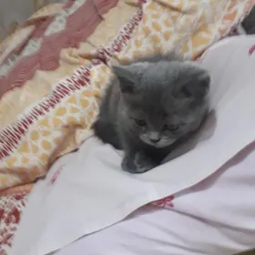 британские котята