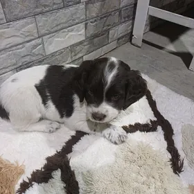 щенок Спаниель девочка