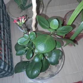 Gül/цветы aloe lecebnyy.