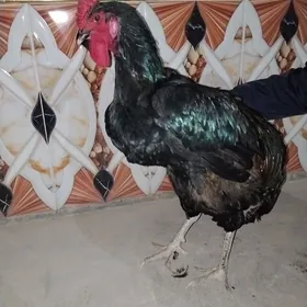 Жерсей гигант чистый парод.