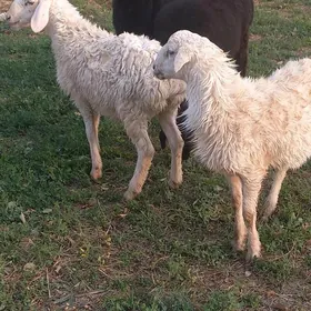 гисар акжа токлы