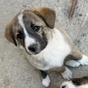 Aw iti (охотничий)