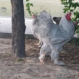 Lawanta horaz 7aylyk