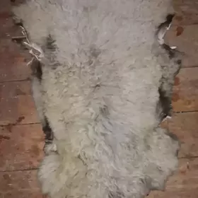 eýlenen goýun ýūñi