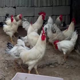 Horaz Loman sendi. Петух Ломан