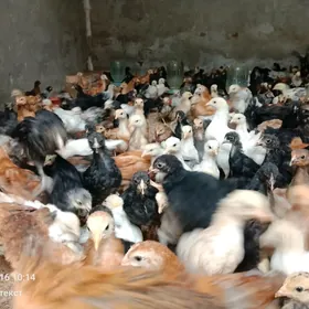 Her hili paroda juyje bar 