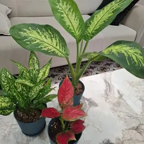 gul комнатные растения