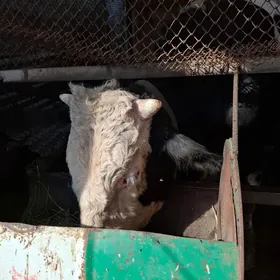 smental öküz orginal