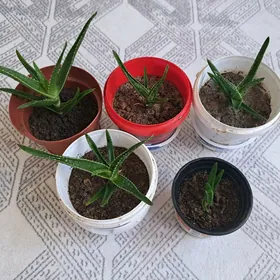 Aloya алоэ Цветы