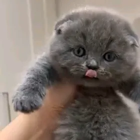 Шотландский Котята