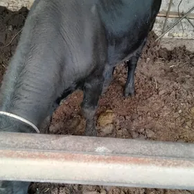 çorny pýostra arassa okuz