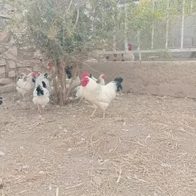 Adler, jüýje, ýumurtga