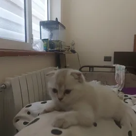 вислоухие котята