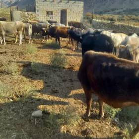 Öküzler we Sygyrlar.