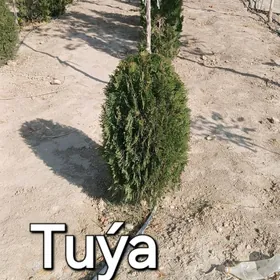 Akasya tuỳa Arwizonka