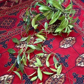 çyrmaşyk hoýa publikalis