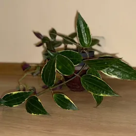 hoýa ak ýaprakly gul