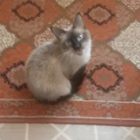 кошка для вязки