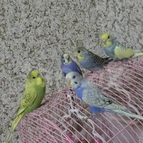 popugay guslar kletkalar