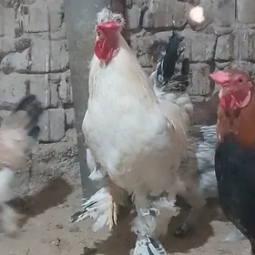 brama we balgar towuklar