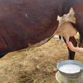 Бейик Сыгыр