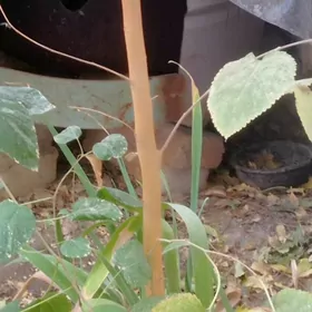 100 литрлик газан учин ожак.бо