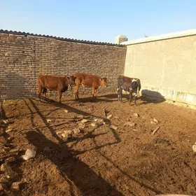 Meÿdan mallary çòl