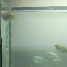 Рыбы гурами