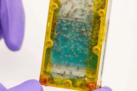 Сверчки и муравьи вместо стейков: космонавтов начнут кормить насекомыми