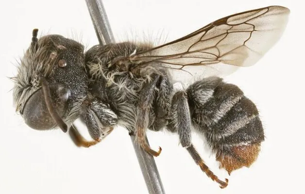 В Австралии открыли новый вид пчёл с «рожками»: их назвали «люциферами»