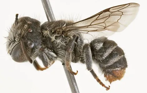 Awstraliýada “şahlyja” arylaryň täze görnüşi tapyldy. Olar "lýusiferler" diýlip atlandyryldy