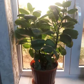 комнатный растение