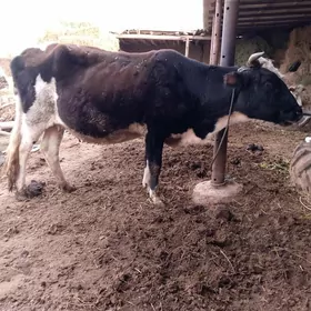 Улы етик богаз сыгыр