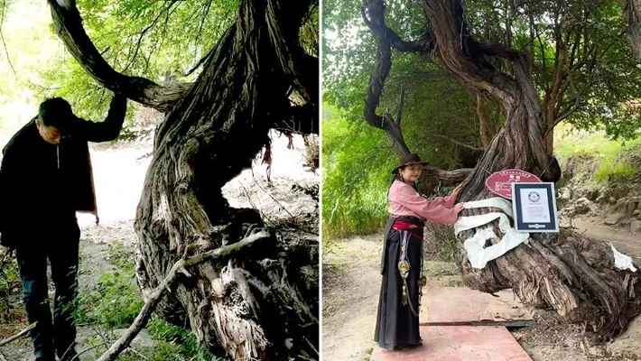 Tibetde 416 ýaşly üzüm çybygy ösýär: Ol Ginnesiň rekordlar kitabyna girizildi