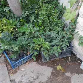 бирючина расада