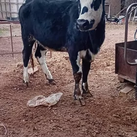 сментал унажын