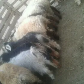 сатлык   токлы   чэвиш