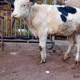 арасса канатка окуз