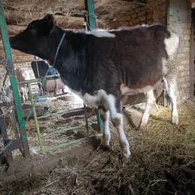 чорны пёстра унажын