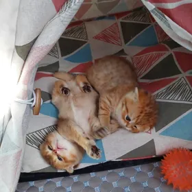 Котята Золотые Шиншиллы