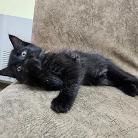 шотландский кот